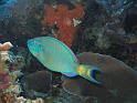 poisson perroquet feu Sparisoma viride